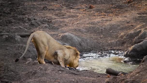 León Africano Bebiendo Pozo Agua Luz Mañana Parque Nacional Kruger — Vídeo de stock