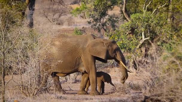 非洲灌木大象在克鲁格国家公园 Elephantidae 非洲象属基利坎贝尔家族的钱币 — 图库视频影像