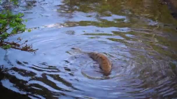 Spotted Hyaena Bathing Playing Wood Stick Kruger National Park South — Vídeos de Stock