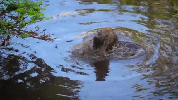 Hyaena tachetée se baignant et jouant avec un bâton de bois dans le parc national Kruger, Afrique du Sud   famille des Hyaenidae, espèce Crocuta crocuta 