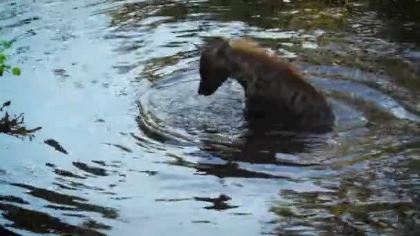 Gespot Hyaena Zwemmen Spelen Met Hout Stok Kruger National Park — Stockvideo