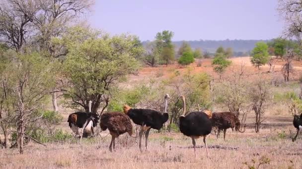 Kleine Groep Van Afrikaanse Struisvogel Savanne Landschap Kruger National Park — Stockvideo