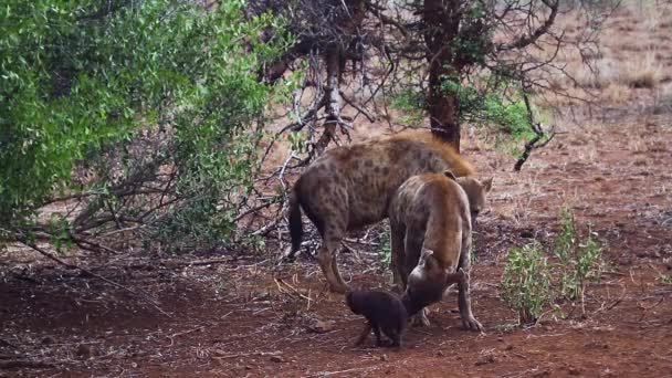 Família Hiena Manchada Com Filhote Minúsculo Parque Nacional Kruger África — Vídeo de Stock