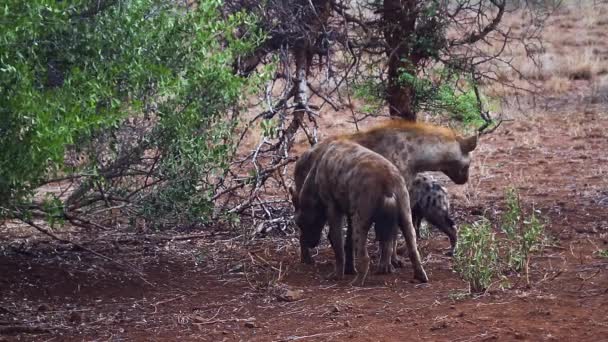 Drie Gevlekte Hyena Vrouwelijke Jonge Exemplaren Kruger National Park Zuid — Stockvideo