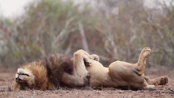 Leone Africano Pigro Maschio Rotolando Sulla Schiena Nel Parco Nazionale — Video Stock