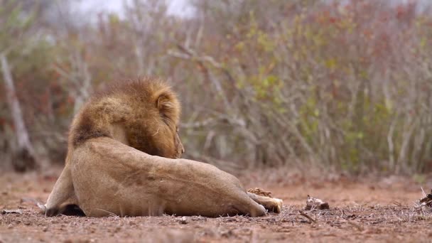 African Lion Scratching His Mane Kruger National Park South Africa — Stok video