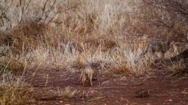 Three cute baby Black backed jackals playing in Kruger National park, South Africa ; Specie Canis mesomelas family of Canidae