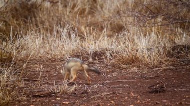 Baby Black, Güney Afrika 'daki Kruger Ulusal Parkı' nda bir dal parçasıyla oynayan çakalları destekledi.