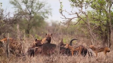 Spotted hyaena and black backed jackal scavenging a buffalo carcass in Kruger National park, South Africa ; Specie Crocuta crocuta family of Hyaenidae