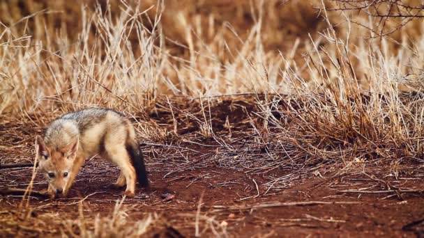 Vier Schattige Baby Zwart Gesteunde Jakhalzen Spelen Kruger National Park — Stockvideo