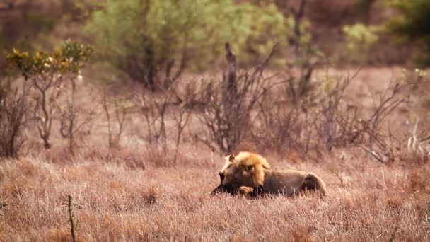 Majestic African Lion Male Eating Carcass Kruger National Park South — Αρχείο Βίντεο