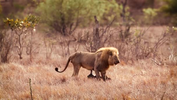 Lion africain mâle pourchassant le chacal noir pour une carcasse dans le parc national Kruger, Afrique du Sud   espèce Panthera leo famille des Felidae 