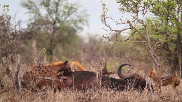 Spotted Hyaena Black Backed Jackal Scavenging Buffalo Carcass Kruger National — ストック動画