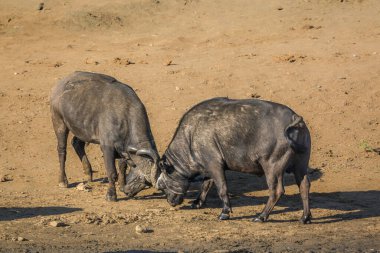 Two African buffalo bulls dueling in riverbank in Kruger National park, South Africa ; Specie Syncerus caffer family of Bovidae