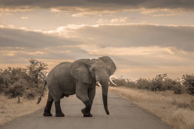 Angry African bush elephant crossing safari road in Kruger National park, South Africa ; Specie Loxodonta africana family of Elephantidae