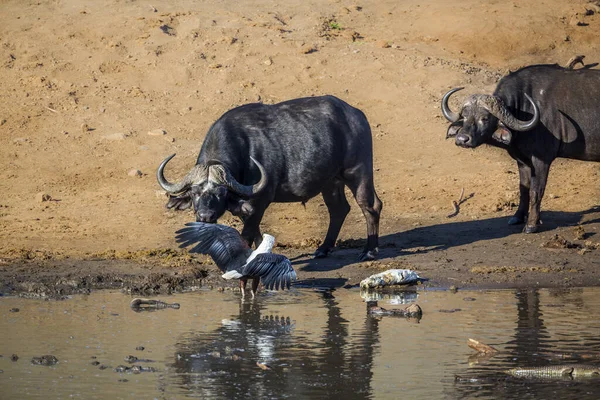 African Buffalo Facing African Fish Eagle Prey Kruger National Park — Stock fotografie