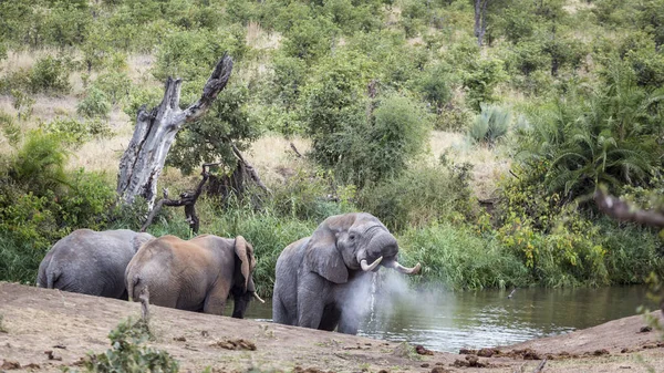 African Bush Elephant Blowing Water Kruger National Park South Africa — Stockfoto