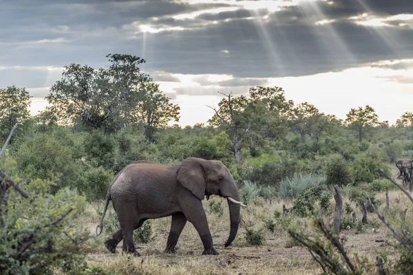 Elefante Arbusto Africano Caminhando Arbusto Sob Tempo Nublado Parque Nacional — Fotografia de Stock