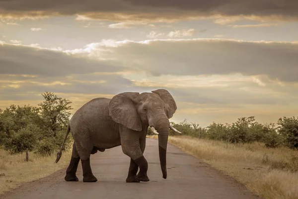 Raiva Africano Elefante Arbusto Cruzamento Safari Estrada Kruger National Park — Fotografia de Stock