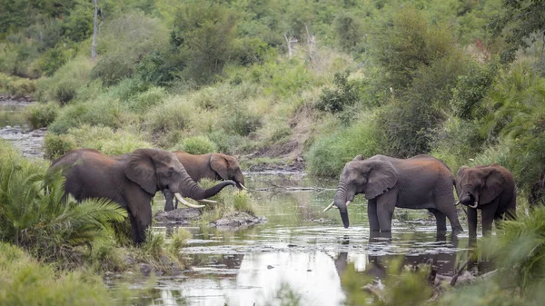 Four African bush elephants drinking in waterhole in Kruger National park, South Africa ; Specie Loxodonta africana family of Elephantidae