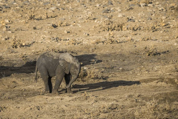 Cute African Bush Elephant Bezerro Kruger National Park África Sul — Fotografia de Stock