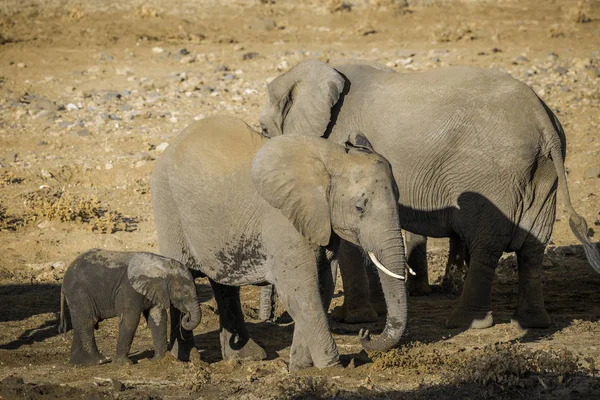 Two African Bush Elephants Cute Calf Kruger National Park South — Stockfoto