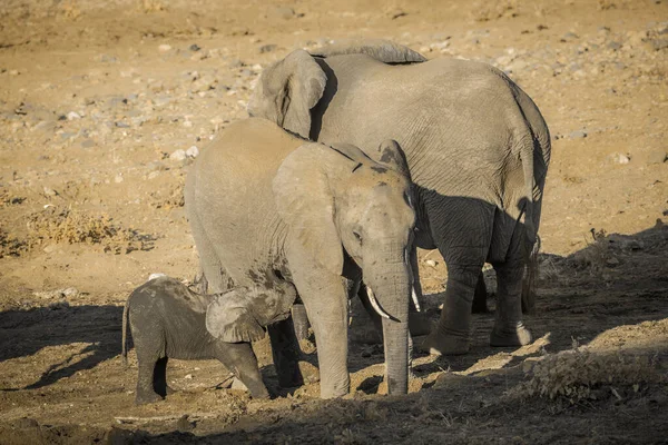 African Bush Elephant Suckling Mother Kruger National Park South Africa — ストック写真