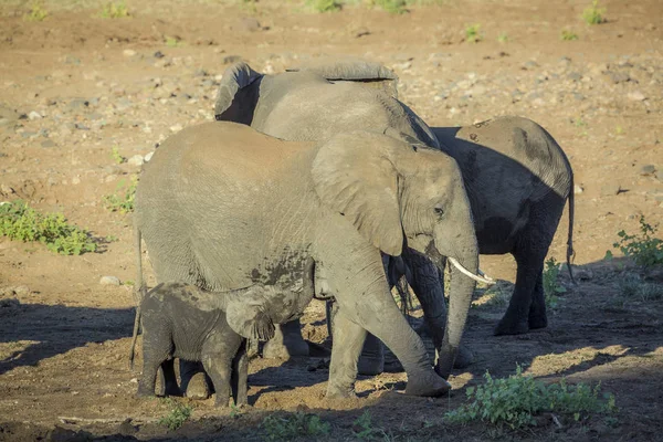 African Bush Elephant Suckling Mother Kruger National Park South Africa — Stockfoto