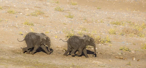 Two African Bush Elephants Calf Running Sand Kruger National Park — 图库照片