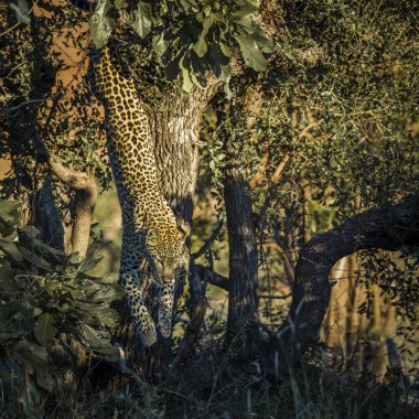 Leopar Kruger Milli Parkı'nda bir ağaçtan atlama, Güney Afrika ; Felidae'nin Tayin Panthera pardus ailesi
