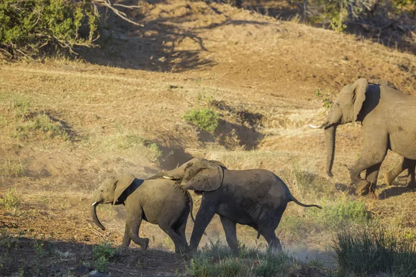 Due Giovani Elefanti Del Bush Africano Che Giocano All Accoppiamento — Foto Stock