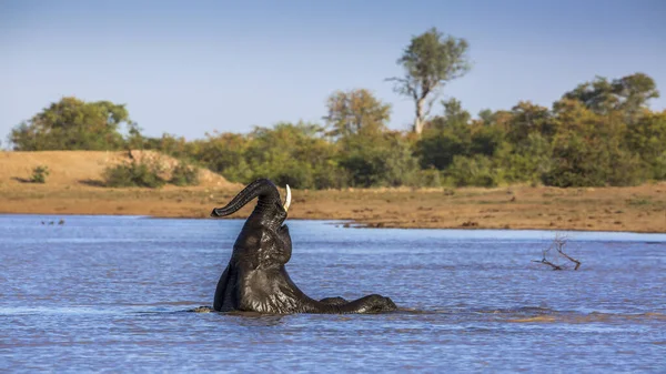 Banho Elefantes Mato Africano Brincando Lago Parque Nacional Kruger África — Fotografia de Stock