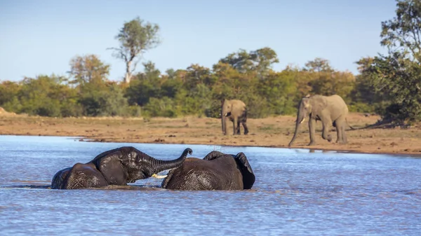 Dois Elefantes Africanos Mato Que Tomam Banho Jogam Lago Parque — Fotografia de Stock