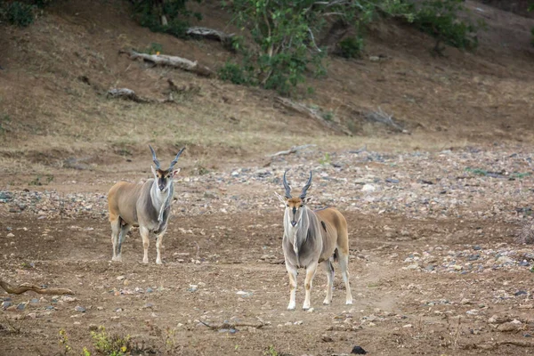 Two Common Elands Male Walking Riverbank Kruger National Park South — Stock fotografie