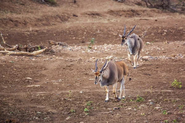 Two Common Elands Male Walking Riverbank Kruger National Park South — Stockfoto