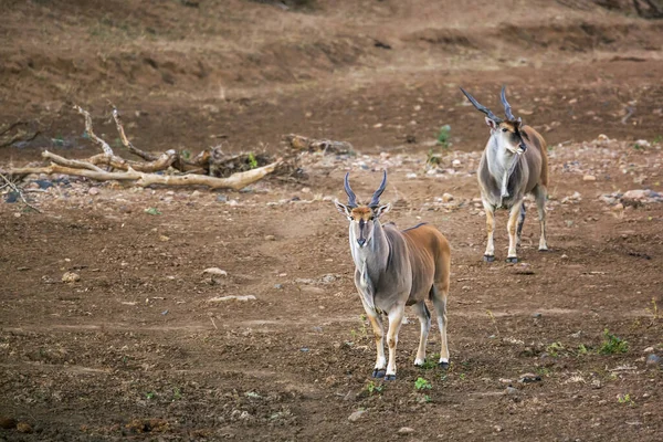 Dois Elandes Macho Comum Andando Margem Rio Parque Nacional Kruger — Fotografia de Stock