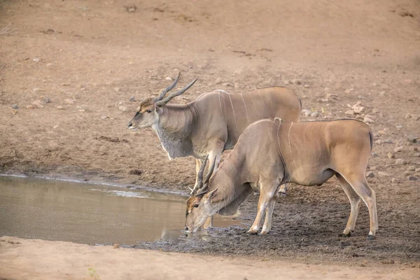 Two Common Elands Drinking Waterhole Kruger National Park South Africa — Stockfoto