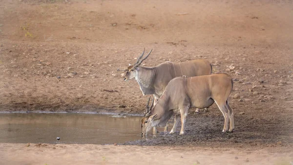 Dois Elandes Comuns Bebendo Buraco Água Parque Nacional Kruger África — Fotografia de Stock