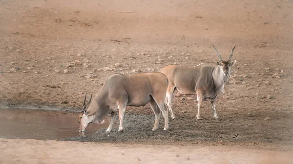 Deux Élands Communs Buvant Dans Trou Eau Dans Parc National — Photo