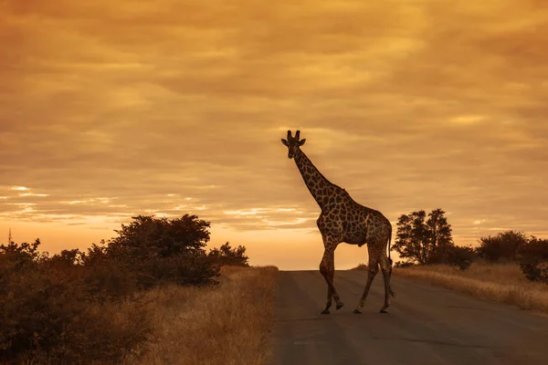 Giraffe Crossing Safari Road Sunrise Kruger National Park South Africa — Stock fotografie