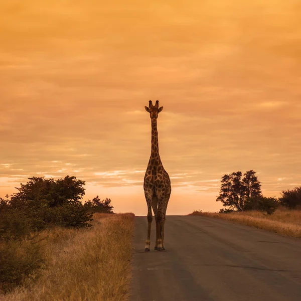 Giraffe Standing Front View Safari Road Sunrise Kruger National Park — Stock fotografie