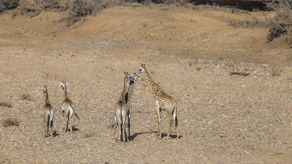 Small Group Giraffes Dry Riverbed Kruger National Park South Africa — Stockfoto