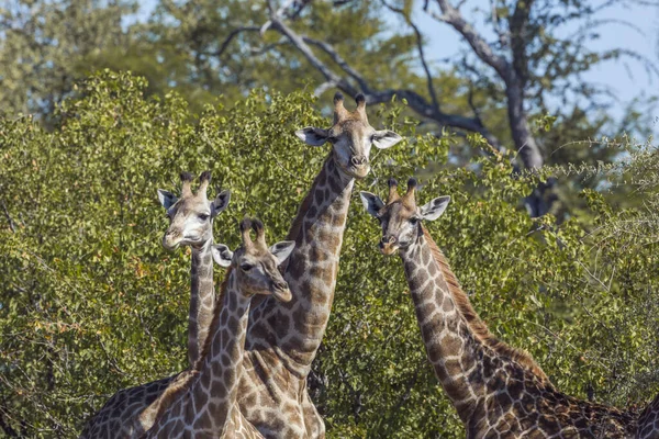 Portrait Quatre Girafes Dans Parc National Kruger Afrique Sud Espèce — Photo