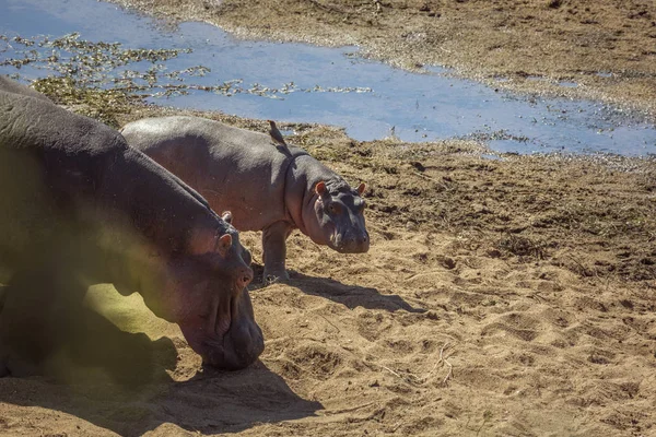 Hippopotame Femelle Jeune Bord Rivière Dans Parc National Kruger Afrique — Photo