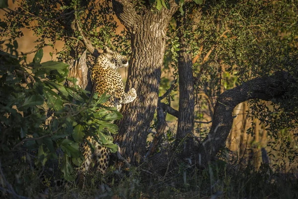 Leopard Climbing Tree Kruger National Park South Africa Specie Panthera — Stok fotoğraf