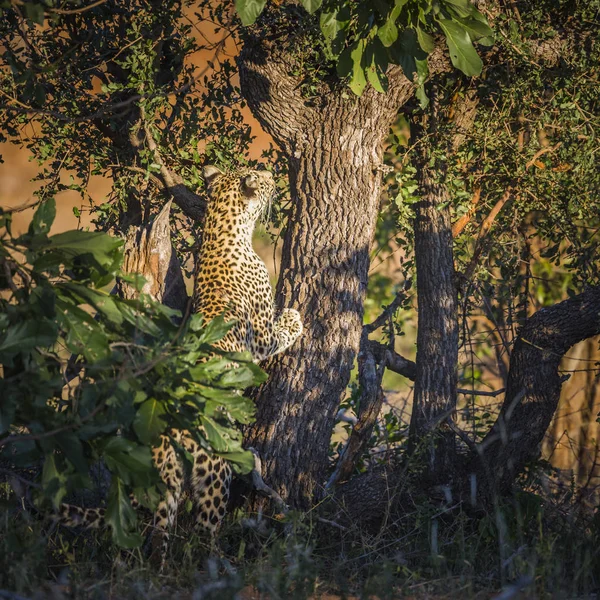 Leopardo Che Arrampica Albero Nel Parco Nazionale Kruger Sud Africa — Foto Stock
