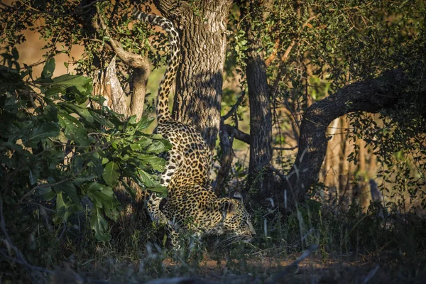 Leopardo Saltando Árbol Parque Nacional Kruger Sudáfrica Especie Panthera Pardus —  Fotos de Stock