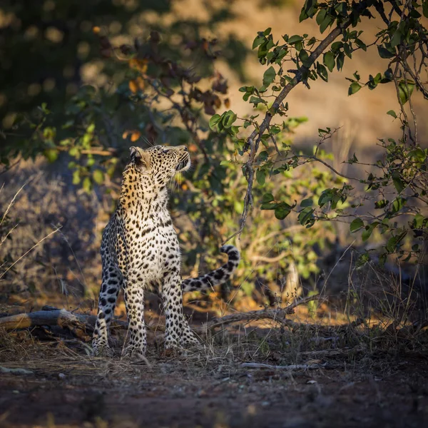 Leopard Watching Prey Tree Kruger National Park South Africa Specie — Stockfoto