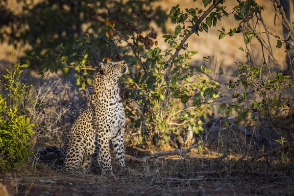 Leopard Watching Prey Tree Kruger National Park South Africa Specie — ストック写真