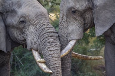 Güney Afrika 'daki Kruger Ulusal Parkı' nda birbirine bağlanan iki Afrika filinin yakın plan çekimi.